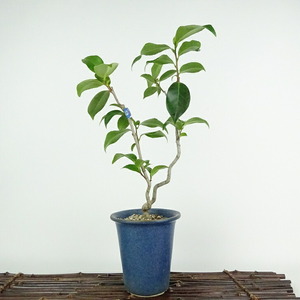 盆栽 椿 宮川 樹高 約30cm つばき Camellia japonica ツバキ ツバキ科 常緑樹 観賞用 現品