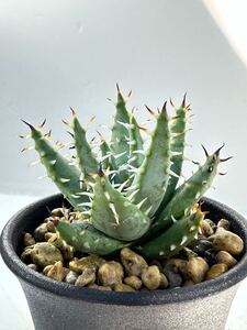 アロエ エリナケア Aloe melanacantha v. erinacea 実生 ナミビア原産 多肉植物 