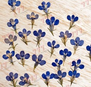 送料無料☆本物 押し花素材 ハンドメイド 花材 DR148-B　押し花　ロベリア　柄付