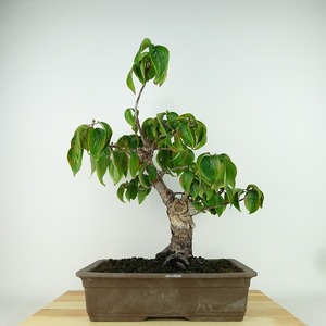 盆栽 山茱萸 樹高 約40cm さんしゅゆ Cornus officinalis サンシュユ ミズキ科 ミズキ属 落葉樹 観賞用 現品