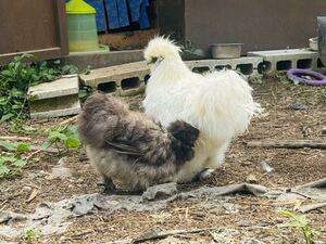 【8個】烏骨鶏 アメリカンシルキー 食用 有精卵 米国烏骨鶏 放し飼い 