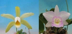 T♪洋蘭 Cattleya forbesii f.alba x Kiritsubo‘Yumi’ BM/JOGA 小苗寄せ植え　カトレア 　 洋ラン