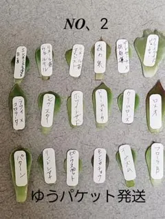 多肉植物 葉挿しセット韓国苗  高級苗 希少レア入り