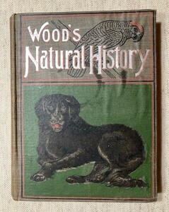 【特価】　＊100年前の絵本箱＊ 　≪ 　WOODS NATURAL HISTORY　 ≫ 　アンティーク絵本　　オリジナル木口木版挿絵40点 　 1899年