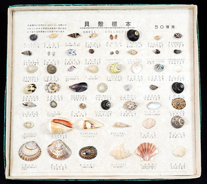 送料無料 貝殻標本 高級 世界の貝 箱入り サイズ370×315mm 地中海 太平洋 SHELL COLLECTION かいがら