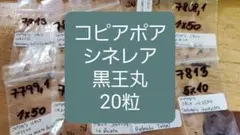 （選んでもOK)コピアポア シネレア 種子20粒