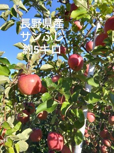 長野県産　サンふじ　約5キロ 家庭用バラ詰め