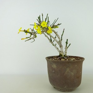 盆栽 黄梅 樹高 約13cm おうばい Jasminum nudiflorum オウバイ 花物 半つる性 モクセイ科 ソケイ属 落葉樹 観賞用 小品 現品