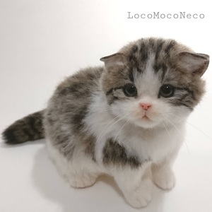 LocoMocoNeco 羊毛フェルト 猫 ちょこんとお座り子猫(スコティッシュフォールド) ハンドメイド リアル ドール インテリア ろこもこねこ