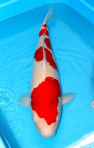 ☆妙高錦鯉　格安大型魚市　24-3　紅白　６４センチ　　雌　優良個体☆