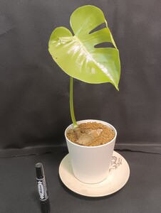 a58 モンステラ 斑入り 発根済み ライトグリーン ホワイトモンスター デリシオーサ variegata 白斑 Monstera deliciosa 売り切り