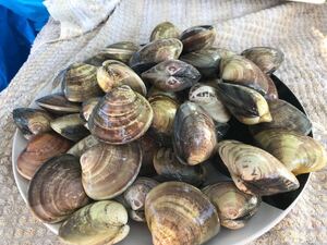 4【国産】 活はまぐり（中）5.5kg●鮮度抜群！同梱無制限！！【高級食材をお手頃価格でご家庭に・贈答用に】