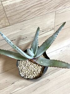 希少！！ アロエ カピタータ var クアルツイティコラ 12ロングポリPOT カクタス長田 Aloe 多肉植物 アガベ