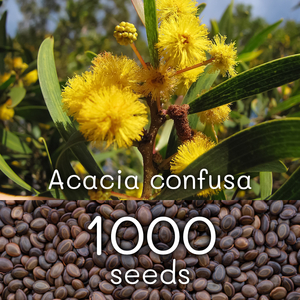 種子1000粒+ Acacia confusa コンフサ 相思樹 台湾アカシア Formosa ソウシジュ アカシア アクミナータ アキュミナータ acuminata