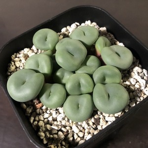 ルゴサ　rugosa　　 コノフィツム 　Conophytum 　多肉植物