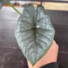 アロカシア レギナエ  Alocasia reginae