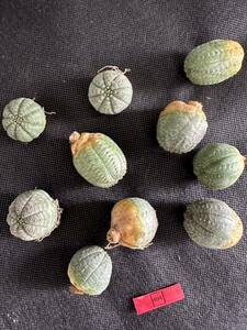 No.694 特選 ユーフォルビア オベサEuphorbia obesa 多肉植物 塊根植物 株激稀株 実生10株