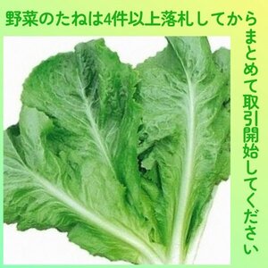 4件以上落札◆リーフレタス種◆沖縄島ちしゃ菜 約40粒◆サラダも加熱料理もチマサンチュのように焼肉を包んでも良し