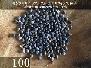 キングサリ ラブルヌム アナギロイデス 種子 100粒+α Laburnum Anagyroides 100 seeds+α 種