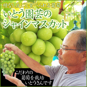 早期送料無料☆即決☆シャインマスカット【鳥取県産】10月中下旬～予約順に出荷【常温】(2-4房入で1箱約2kg)ぶどう