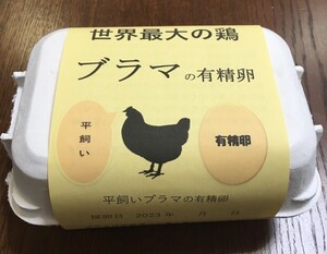 世界最大の鶏ブラマの平飼い有精食用卵12個