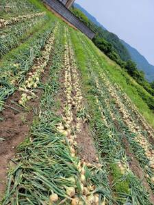 自慢の甘さ！新鮮な淡路島玉ねぎを直送 B品 3kg