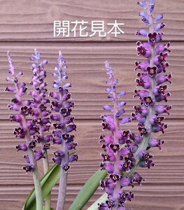 ◆種子15粒◆ ラケナリア スアベオレンス【lachenalia suaveolens】/検索用→ケープバルブ