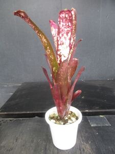 ＫＮ　ビルベルギア(ツツアナナス属）　ハイブリッド　‘ハレルヤ‘（BILLBERGIA hybrid `HALLELUJAH`）　　　0.8Ｍ以下