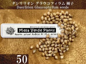 ダシリリオン グラウコフィラム 種子 50粒+α Dasylirion Glaucophyllum 50 seeds+α 種