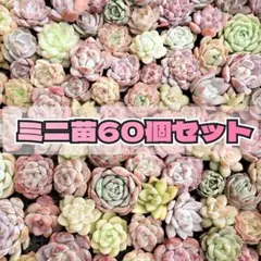 韓国ミニ苗60個セット✨多肉植物　エケベリア　詰め合わせ　寄せ植えに!!