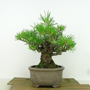 盆栽 松 黒松 樹高 約20cm くろまつ Pinus thunbergii クロマツ マツ科 常緑針葉樹 観賞用 小品 現品