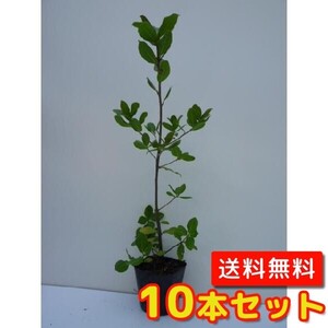 ウバメガシ 樹高0.3m前後 10.5cmポット （10本セット）（送料無料） 苗 植木 苗木 庭