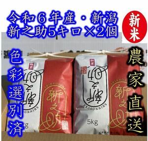 新米・令和6年産　新潟　新之助　白米5kg × 2個★農家直送★色彩選別済18