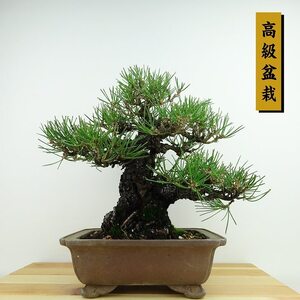 盆栽 松 黒松 樹高 約25cm くろまつ 高級盆栽 Pinus thunbergii クロマツ マツ科 常緑針葉樹 観賞用 現品