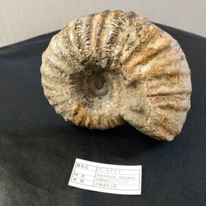 アンモナイト 北海道中川町産 天然石 化石 白亜紀 カンパニアン 重量 770g サイズ 13cm 前後 倉庫保管 全国発送