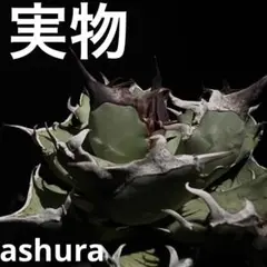 agave titanota ashura アガベ　チタノタ 阿修羅　強棘　⑤