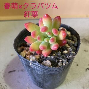 多肉植物☆春萌×クラバツム☆カット苗☆紅葉がとても可愛い^_^☆まとめて植えると可愛い☆丼にも！