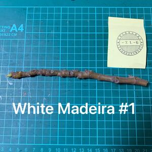 White Madeira #1穂木 ① いちじく穂木 イチジク穂木