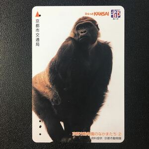 京都市交通局/2002年度発売開始柄ー「京都市動物園のなかまたち②ゴリラ」ー都カード(使用済/スルッとKANSAI)