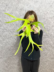 C54 ☆激選 wilinckii 祭り☆ ▽P.willinckii Wild Dragon claw▽ ジャワ島産　ウィリンキー ワイルド ドラゴンクロウ【PLANET】