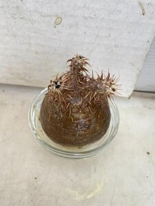 9413 「塊根植物」パキポディウム 札落ち株 抜き苗【最新到着・Pachypodium・根切確認済】