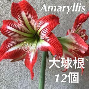 アマリリス　大球根12個　来春開花　赤と白の花