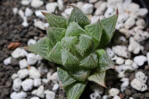 雪化粧　Haworthia　ハオルチア