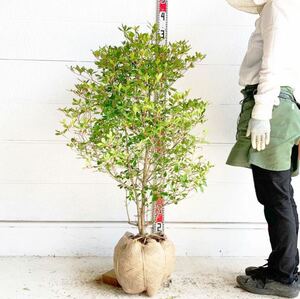 ドウダンツツジ　約110cm 根巻/白花/庭木/紅葉/植木 340666