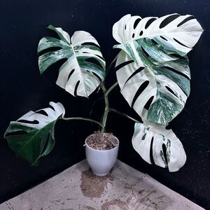 超最高級 超希少 極斑入り モンステラ ボルシギアナ ホワイト タイガー 1鉢　Varigated Monstera Borsigana ②