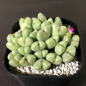 オペラローズ　cv.～　　 コノフィツム 　Conophytum 　多肉植物