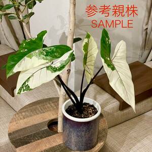 【極美/希少】アロカシア ブラックステム斑入り② Alocasia black stem variegata (モンステラ/フィロデンドロン/アンスリウム)