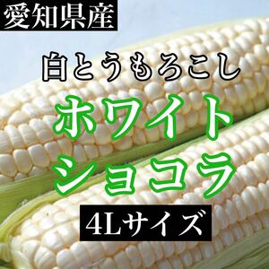 愛知県産　白とうもろこし　ホワイトショコラ　4Ｌサイズ3本入り　送料無料