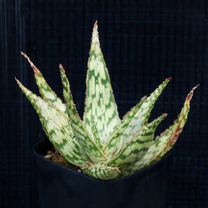 アロエ・ハイブリッド Aloe hybrid. 地模様の美しい交配アロエ ∂∂∂