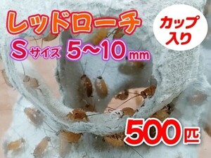 レッドローチ S サイズ 5～10mm 500匹 カップ入り 生餌 爬虫類 両生類 肉食熱帯魚 小型哺乳類 エサ 活餌 [3406:gopwx2]